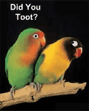 pic for Real Love Birds